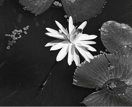 Silhouettes on beach